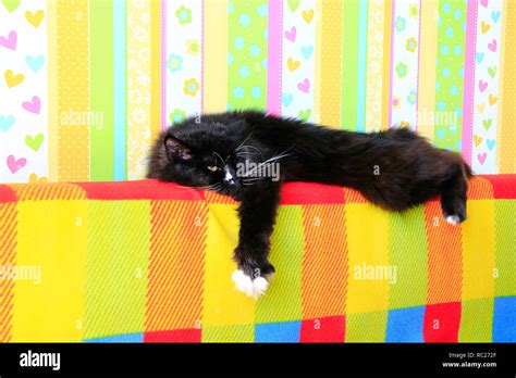 Lazy Black Cat Laying On Colored Back Of Sofa Black And White Cat