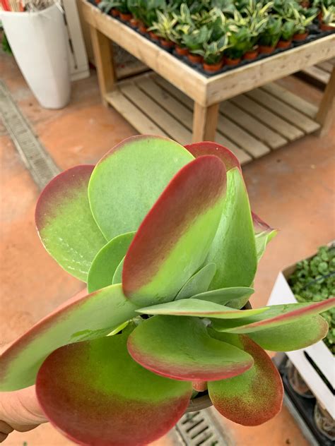 Kalanchoe Thyrsiflora Flapjacks Vaso Cm