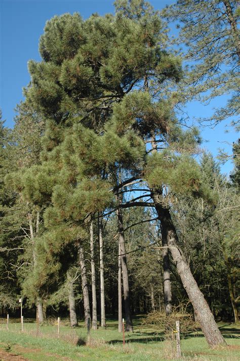 Pinus pinaster | Landscape Plants | Oregon State University