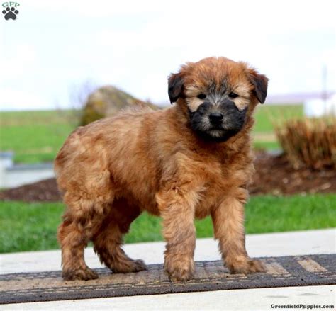 Abby - Soft Coated Wheaten Terrier Puppy For Sale in Pennsylvania