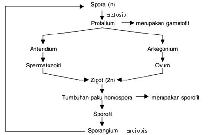 Soal Metagenesis Lumut Dan Paku Kl 9 Materi Soal