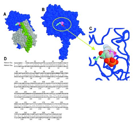 Space Filling Views Of G Proteins From Protein Data Bank PDB File