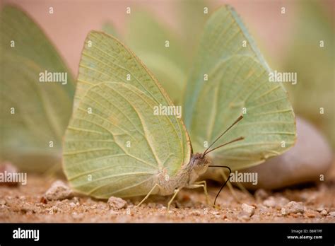 South Africa Kgalagadi Transfrontier Park Butterflies Gathered In Moist