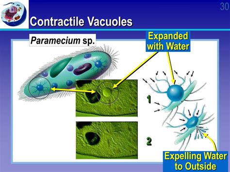 Ppt Cell Structure And Function Powerpoint Presentation Free Download