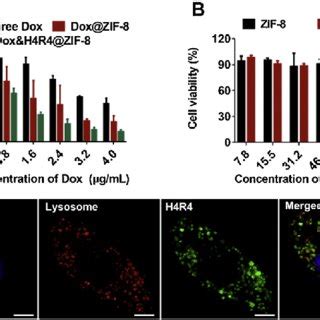 A HeLa Cell Viability After 24 H Incubation With Free Dox Dox ZIF 8