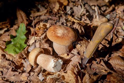 Two Boletus Mushroom In The Wild Porcini Mushroom Boletus Aereus Grows