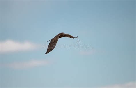 Northern Harrier High in the Sky Stock Image - Image of hunting ...