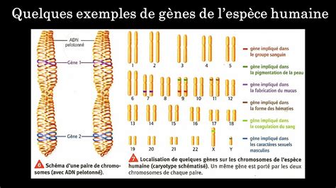 Le labo d Anissa SVT Chapitre 3 Chromosomes gènes allèles 3ème