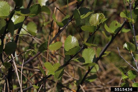 Bog Birch Betula Pumila