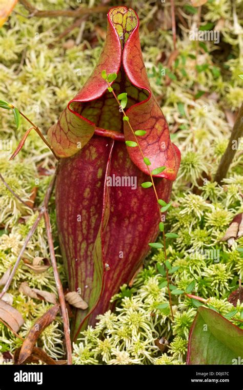 Northern Pitcher Plant Sarracenia Purpurea North Springfield Bog