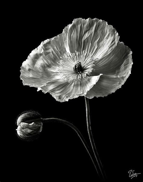 Poppy In Black And White Black And White Flowers White Photography