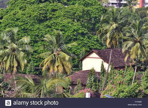 Mangalore Pondicherry Traditional Tile Coconut Palm Stock Images