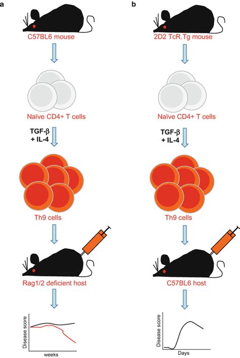 Characterization Of Th Cells In The Development Of Eae And Ibd