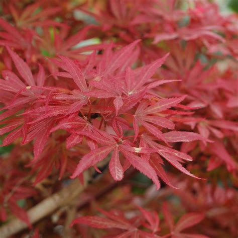 Acer palmatum 'Shaina' Shaina Japanese Maple from Prides Corner Farms