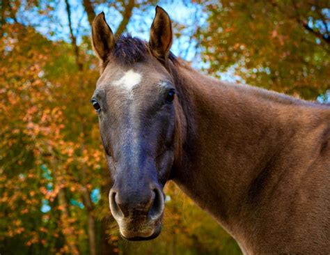 Grulla Horse Guide. Coat Colors, Pictures, And Breeds