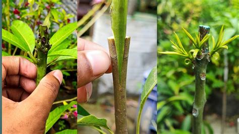 Mango Grafting আম গাছের কলম Mango Grafting Kolom Mangografting