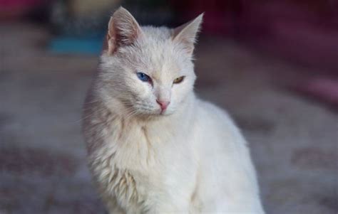 Adoptar Un Gato Van Turco Car Cter Estilo De Vida Y Due O Ideal