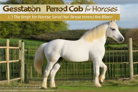 Cavalo Período De Gestação