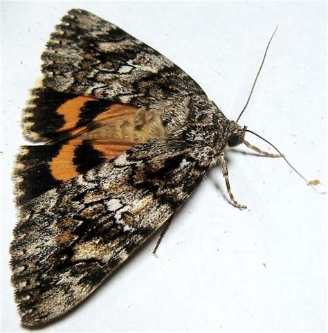 Owlet Moth Catocala Ilia Bugguidenet