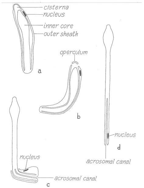 Ascaris Lumbricoides Anatomy External