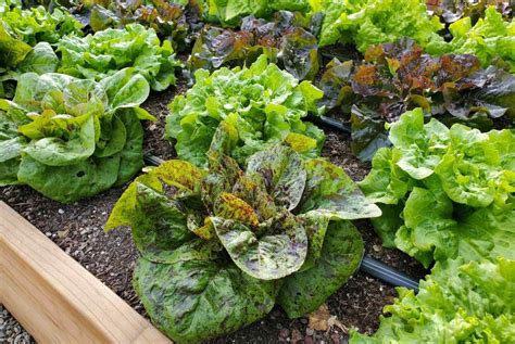 How To Harvest Seeds From Lettuce Storables