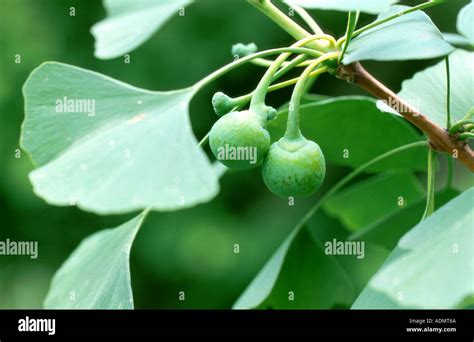 maidenhair tree, Ginkgo Tree, Gingko Tree, Ginko Tree (Ginkgo Stock ...