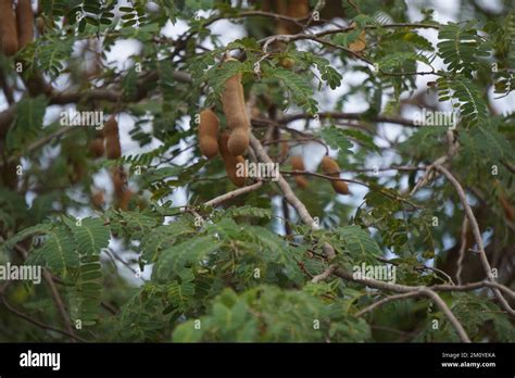 Tamarind Also Called Tamarindus Indica Asam Fruit On The Tree Stock