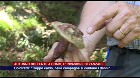 Etg Autunno Bollente Invasione Di Zanzare Coldiretti Troppo Caldo