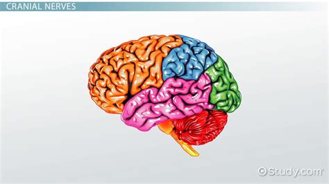 What is the Medulla? - Definition, Function & Location - Video & Lesson ...