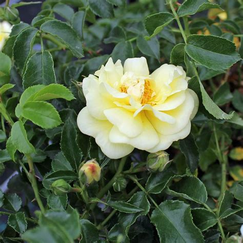 Bodendeckerrose Sunny Rose Rosa Bd Sunny Rose Zulauf