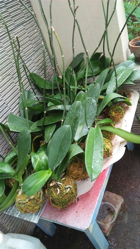 oleh +34 633 di ORQUIDEAS | Anggrek, Kebun