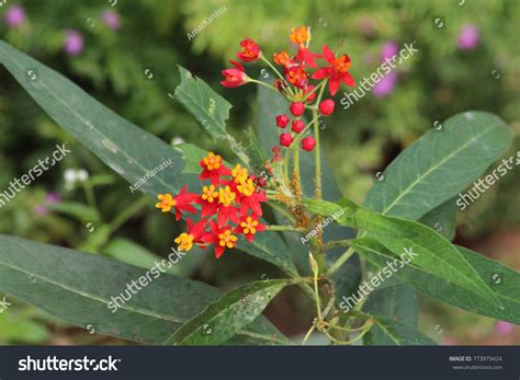 Beautiful Flowers Bannerghatta Butterfly Park Stock Photo 773979424 ...