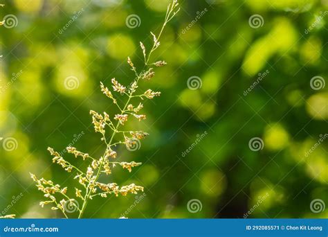 Close Up Shot Of Johnson Grass In Martin Nature Park Stock Image