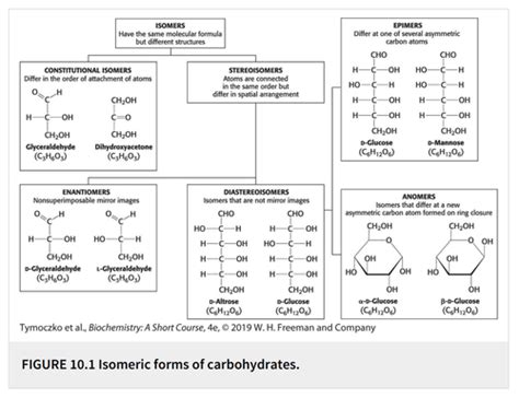 Section 4 Chapter 10 Carbohydrates Flashcards Quizlet