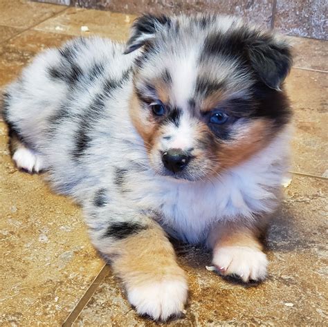 How Much Is A Corgi Australian Shepherd Mix