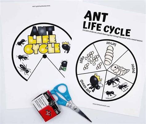 Free Ant Life Cycle Worksheets