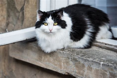 Cat Sleeping On A Window Sill Stock Image Image Of Bird Stones