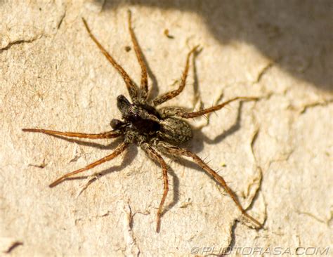 wolf spiders photorasa  hd