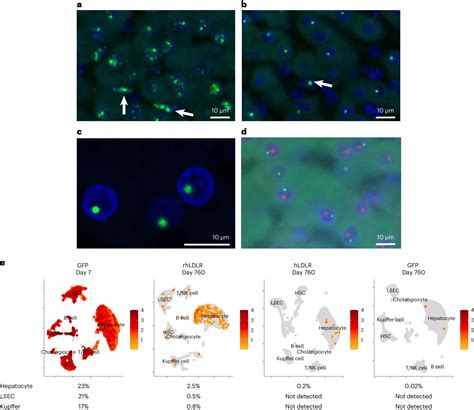 AAV Based Gene Therapies In Non Human Primates Suggest Integration Into