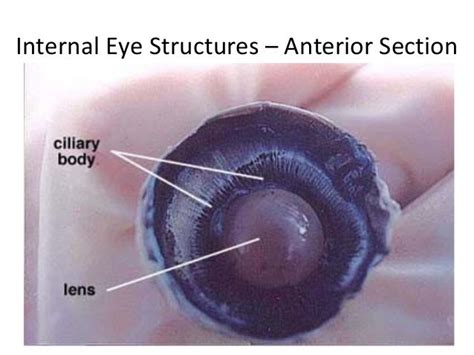 Sheep eye dissection