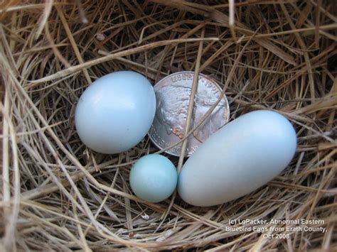 Bluebird Eggs