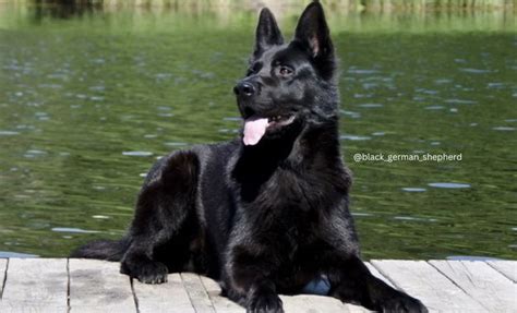 The 15 Gorgeous German Shepherd Colors (With Pictures)