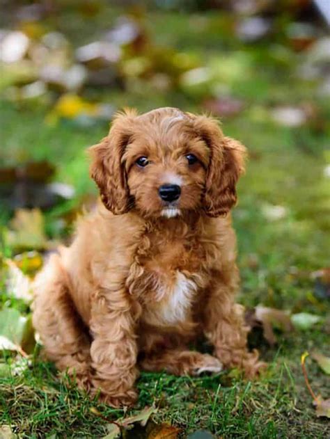 5 Reasons Why You Must Own A Mini Cavapoo - PupVine