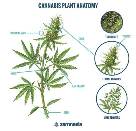 Cannabis Anatomy Getting To Know The Cannabis Plant Zamnesia Usa