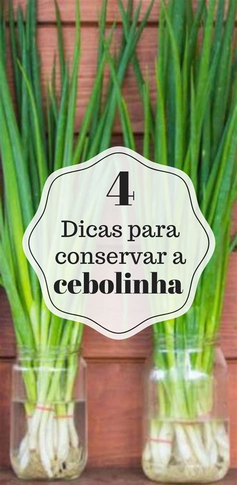 Como Conservar A Cebolinha Por Mais Tempo Dicas Dicas Cebola