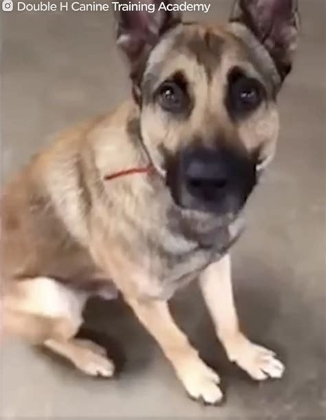 German Shepherd Adorably Fails Service Dog Test Becomes Internet