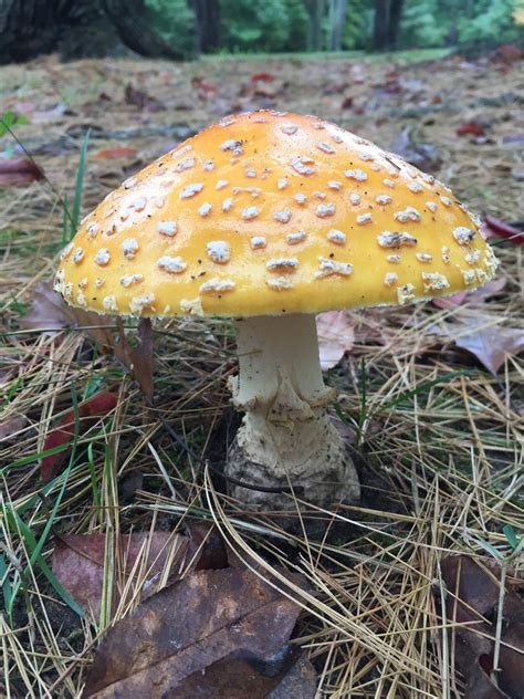 Yellow Amanita Muscaria