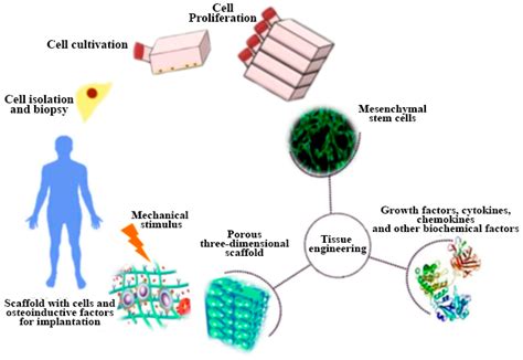 Materials Free Full Text 3D Printing Of Bioceramics For Bone Tissue