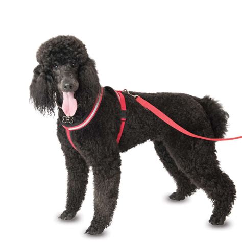 Company of Animals COMFY Dog Harness Black/Red - Sales 4 Tails