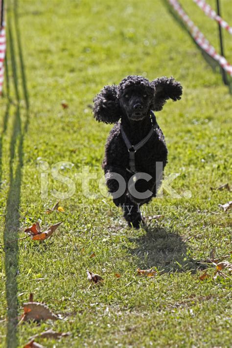 Black Poodle In A Dog Race Stock Photo | Royalty-Free | FreeImages